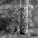 B&W February: A Bluetit and, err... a Greenfinch!! by vignouse