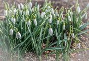 12th Feb 2015 - A Year of Days: Day 43 - Harbingers of Spring