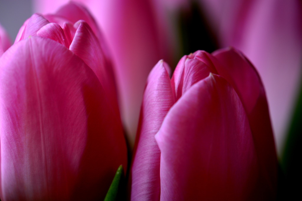 In the pink... by jayberg