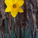 Harbinger of spring_9541 by rontu