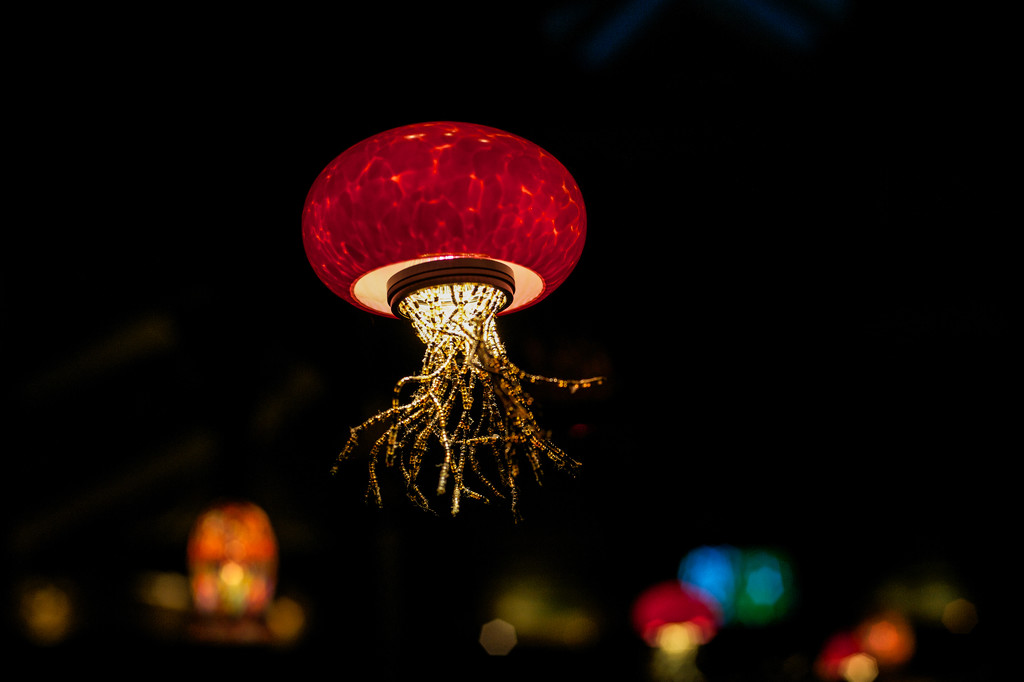 Jellyfish lights by loweygrace