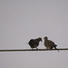 Early Morning Doves in Loving Conversation by markandlinda