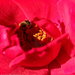 Bee hidden by flyrobin