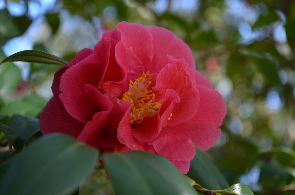 More beautiful camellias at Charles Towne Landing State Historic Site, Charleston, SC by congaree