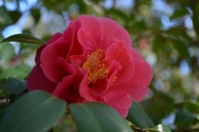 13th Feb 2015 - More beautiful camellias at Charles Towne Landing State Historic Site, Charleston, SC