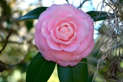 13th Feb 2015 - More beautiful camellias at Charles Towne Landing State Historic Site, Charleston, SC