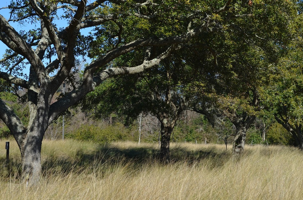 Live oaks and sweetgrass, Charles Towne Landing State Historic Site, Charleston, SC by congaree