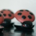 Three Ladybugs by kerosene