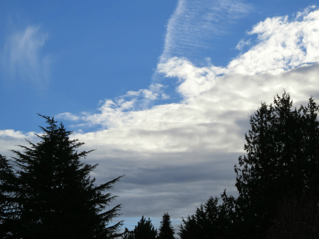Late Afternoon Blue Sky by seattlite