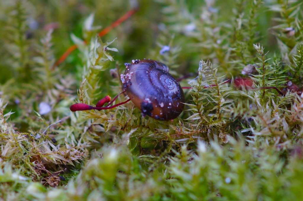 SMALL SHELL SITTING IN THE MOSS by markp