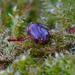 SMALL SHELL SITTING IN THE MOSS by markp