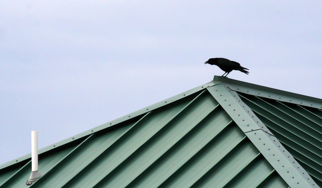 Bird on a roof by mittens
