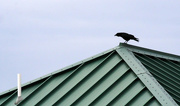 13th Feb 2015 - Bird on a roof
