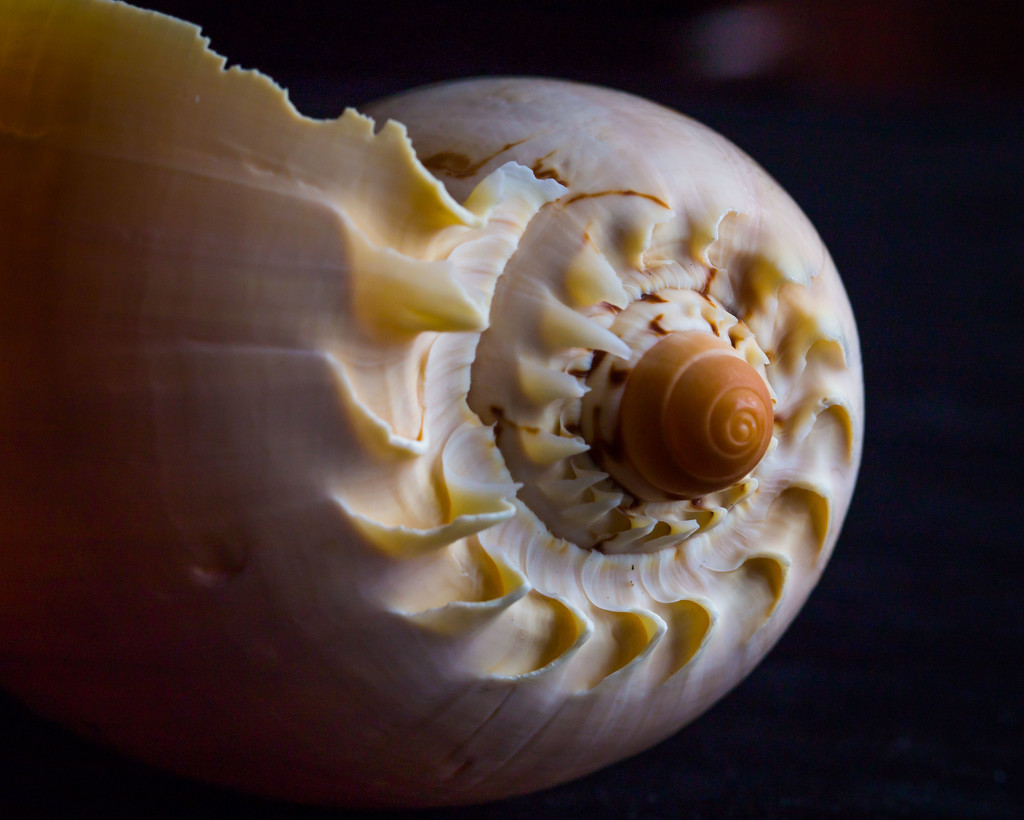 Shell by lindasees
