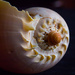 Shell by lindasees