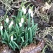 Snowdrops by cataylor41