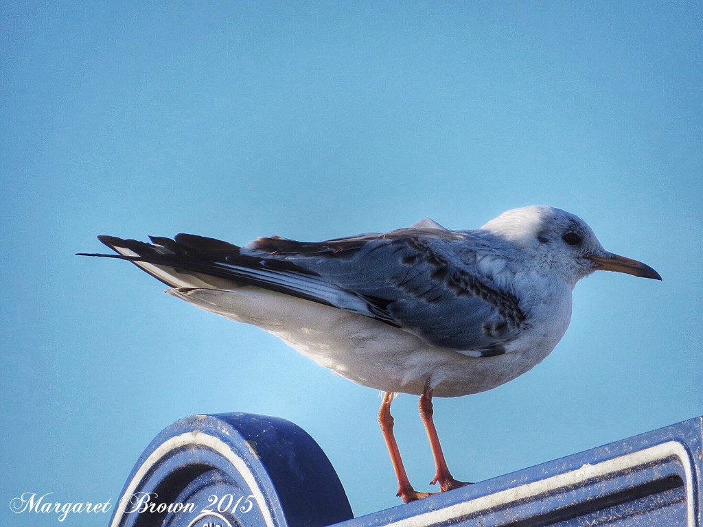 Another day and another gull... by craftymeg