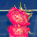 Red rose on mirror by elisasaeter