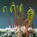 Frosty Moss by leonbuys83