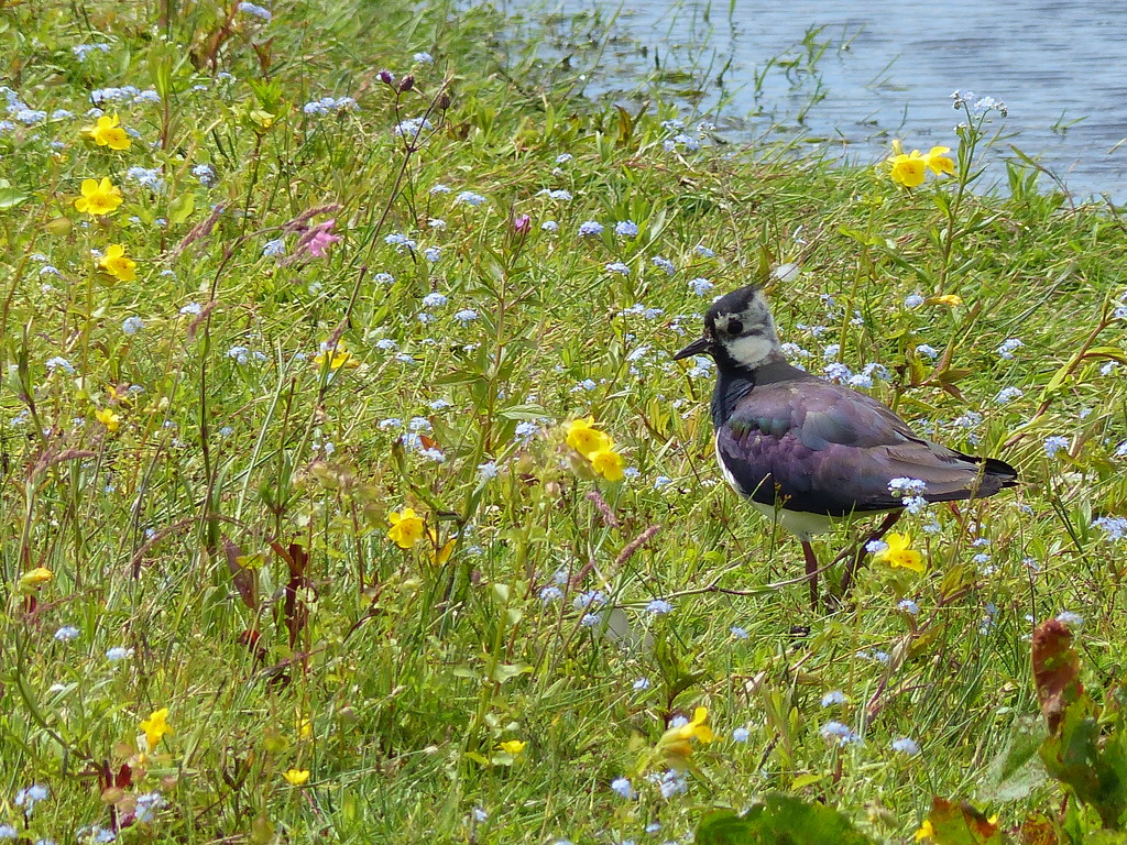  Lapwing and Wild Flowers by susiemc