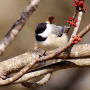 13th Feb 2015 - Birds and Buds