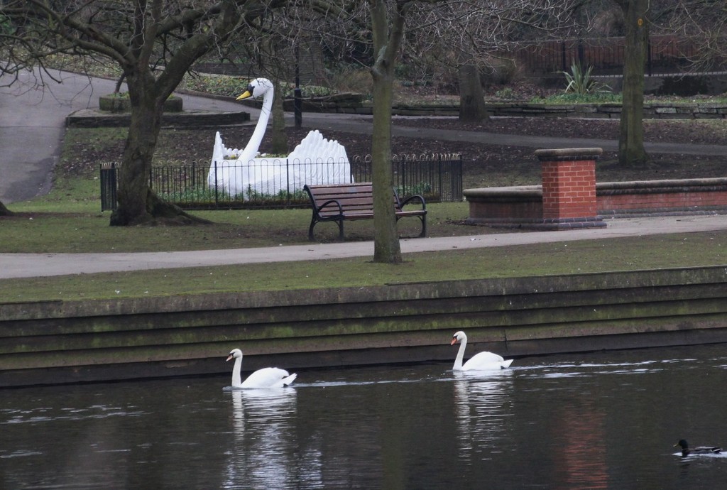 Three Swans by oldjosh