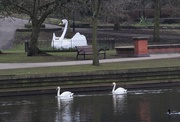12th Feb 2015 - Three Swans