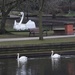 Three Swans by oldjosh