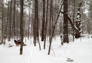 7th Feb 2015 - Old Pine Trail