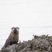 Otter Face by kimmer50