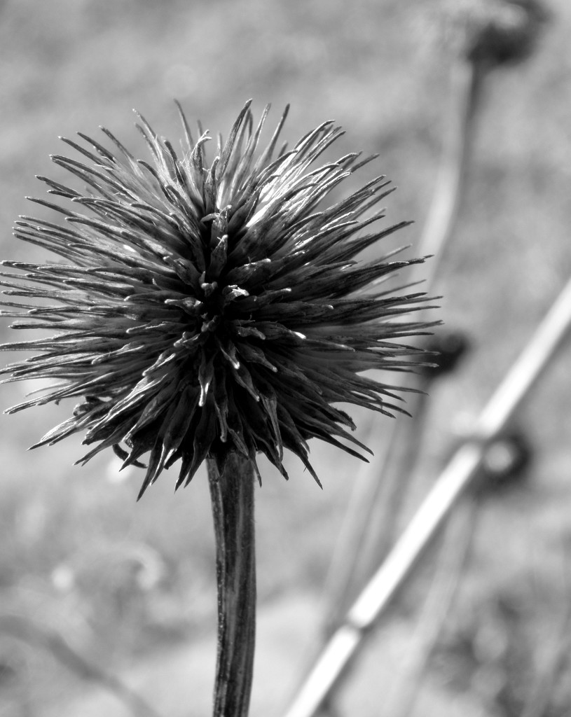 Seed Head by daisymiller