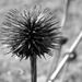 Seed Head by daisymiller