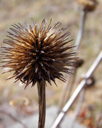 13th Feb 2015 - Seed Head in color