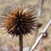 Seed Head in color by daisymiller