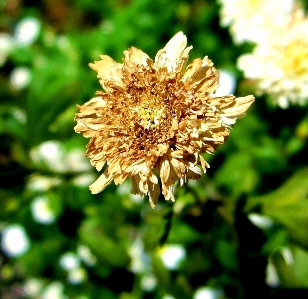 Raščupani cvijet by vesna0210