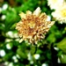 Raščupani cvijet by vesna0210