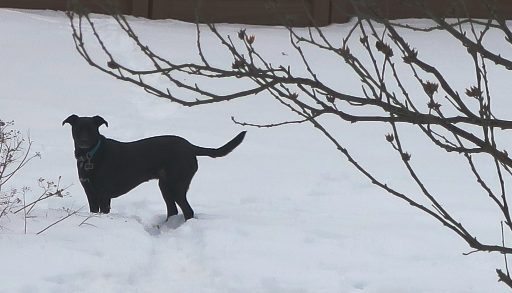 Dog in the Snow by april16