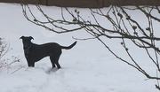 13th Feb 2015 - Dog in the Snow