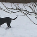 Dog in the Snow by april16