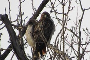 12th Feb 2015 - Couple of Hawks
