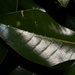 Magnolia leaf by congaree