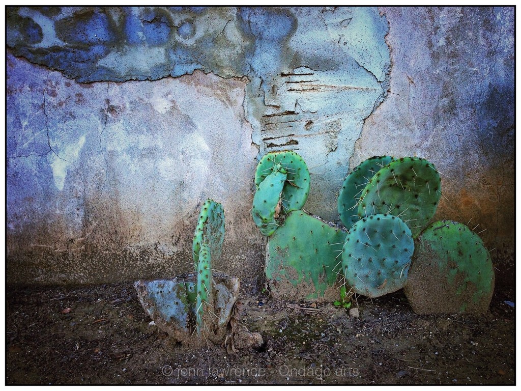 Prickly Pear and a Wall by aikiuser
