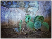 13th Feb 2015 - Prickly Pear and a Wall