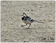 14th Feb 2015 - Strutting His Stuff (Pied Wagtail)