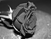 14th Feb 2015 - The Rose