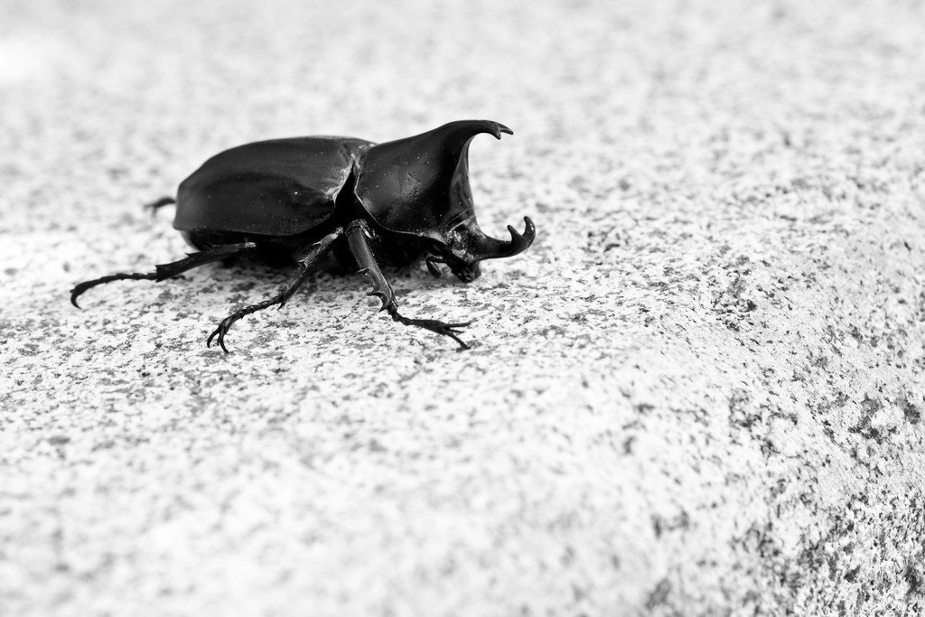 Rhinoceros Beetle by bella_ss