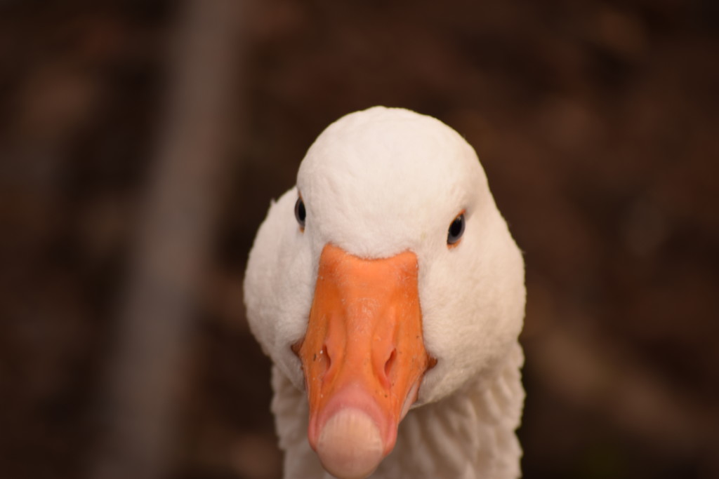 goose by christophercox