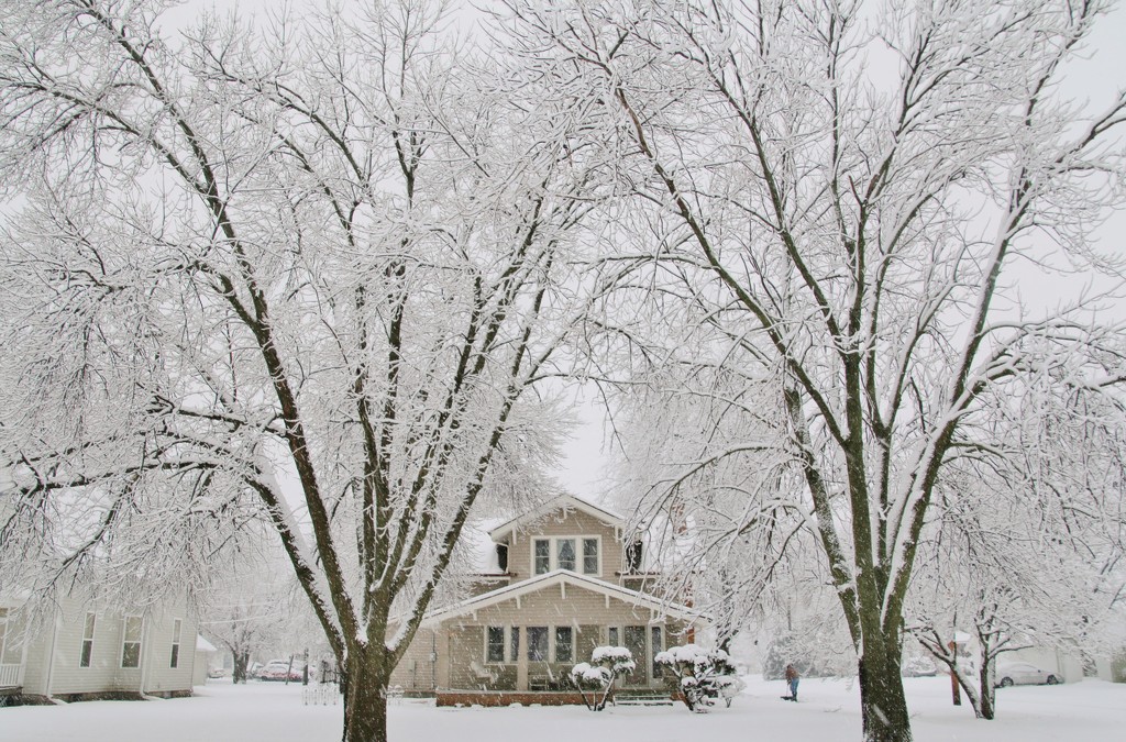 Snow Day by lynnz