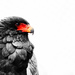 Bateleur by leonbuys83