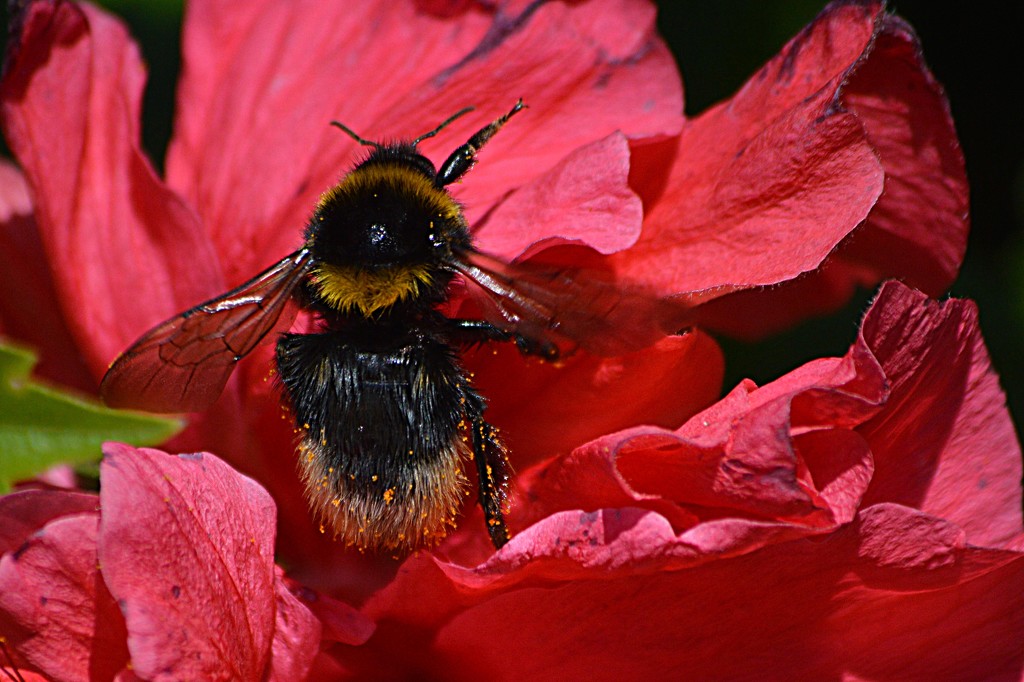 Bumblebee by nickspicsnz